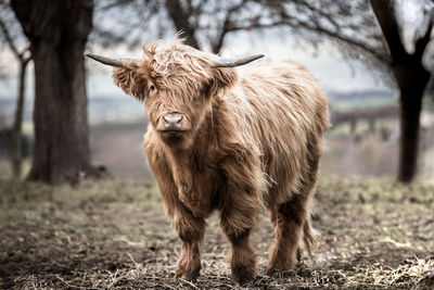 Horse standing on field