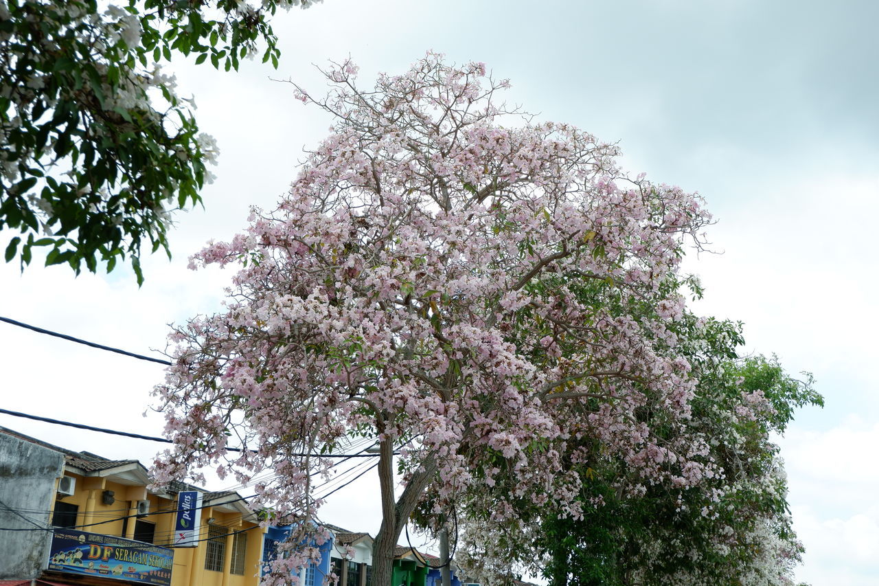 LOW ANGLE VIEW OF PINK FLOWERING TREE AGAINST SKY