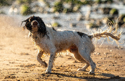 Side view of dog drying