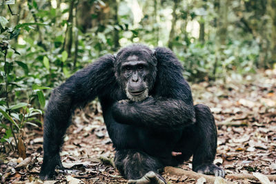 Alpha male chimpanzee on ground staring at camera in kibale national forest, uganda.
