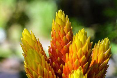 Close-up of yellow flowers