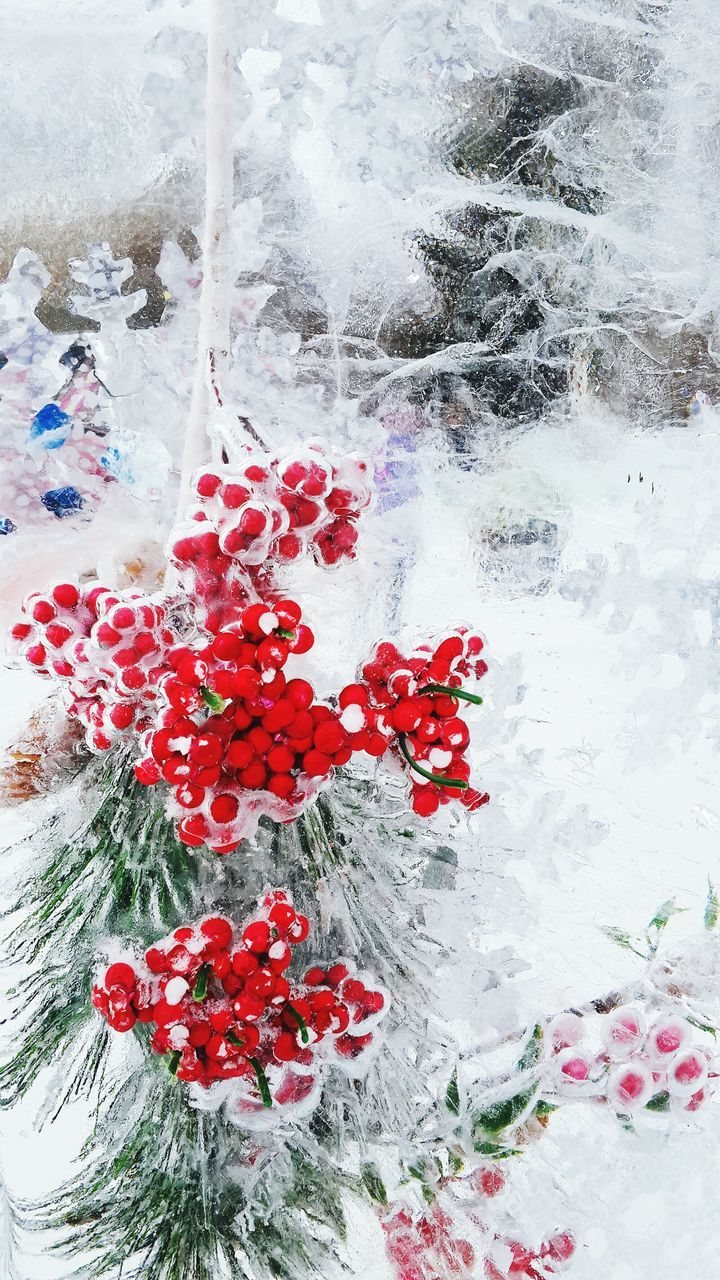 red, flower, wall - building feature, freshness, plant, petal, fragility, indoors, pink color, growth, wall, nature, water, close-up, season, leaf, no people, day, beauty in nature, high angle view