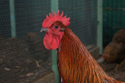 Close-up of rooster in cage