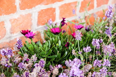 Close-up of pink flowers blooming outdoors