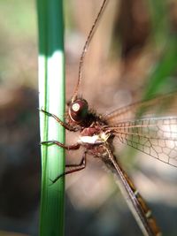 Close-up of insect