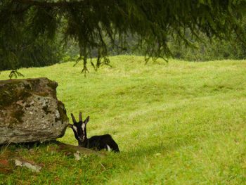 View of a horse on field