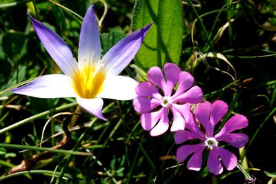 Close-up of purple crocus blooming outdoors