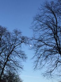 Low angle view of bare trees against blue sky