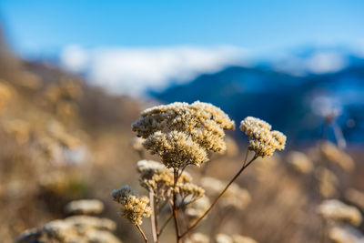 Close-up of wilted plant