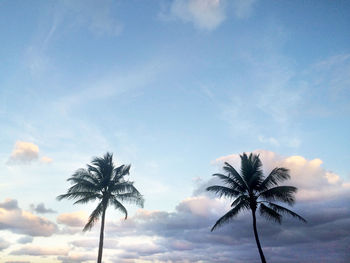 Low angle view of palm trees