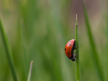 Close-up of ladybug on plant