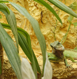 Close-up of lizard on plant