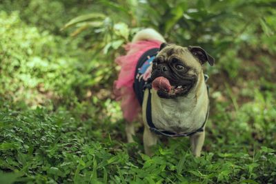 Close-up of pug standing grassy field