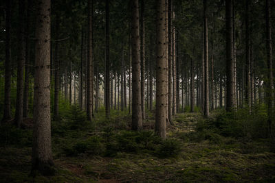 Pine trees in forest