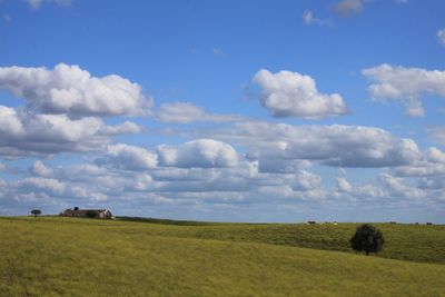 Scenic view of agricultural field against sky