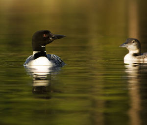 Close-up of loons swimming on lake