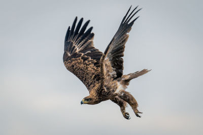 Tawny eagle