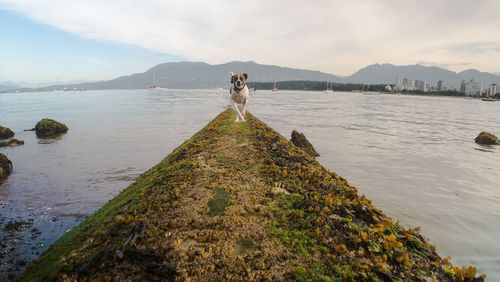 Dog running towards camera from ocean view