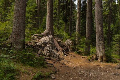 Pine trees in forest