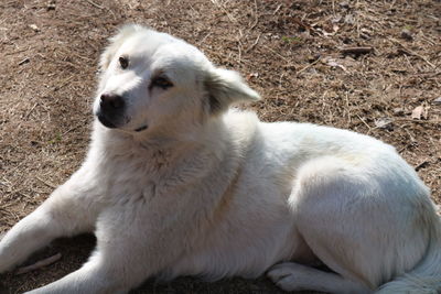 White dog resting on field