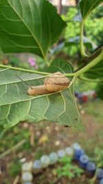Close-up of insect on leaf