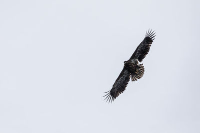 Low angle view of eagle flying against clear sky