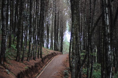 Road passing through forest