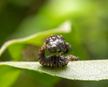 Close-up of insect on leaf