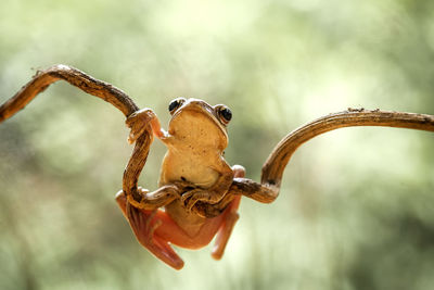 Close-up of insect on metal