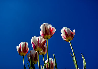 Close-up of flowering plants against blue sky