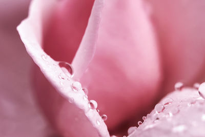 Close-up of wet pink flower