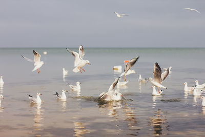 Seagulls flying over sea against sky