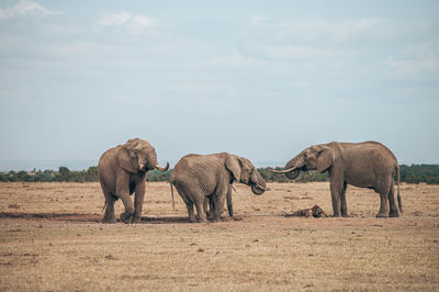 View of elephants on field against sky