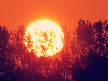 Silhouette trees against orange sky during sunset