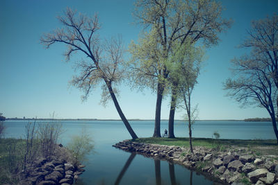 Reflection of trees in water