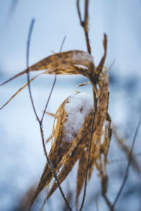 Close-up of dead plant against sky