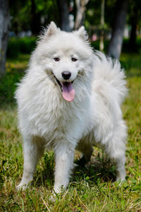 A dog of the northern breed, samoyed