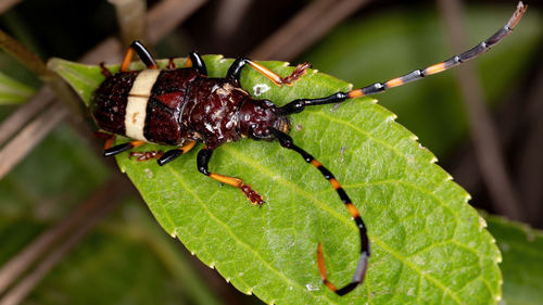 Close-up of insect on leaves