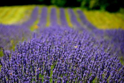 Close-up of purple crocus flowers on field