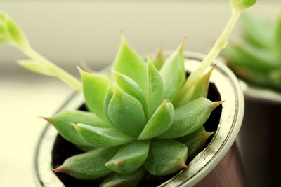 Close-up of green leaves