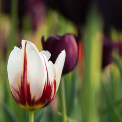 Close-up of tulip blooming outdoors