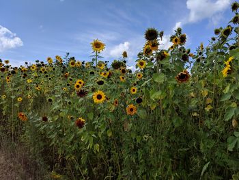 Scenic view of sunflower field against sky