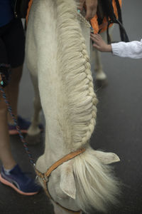 White horse in park. foal in yard. details of animals life. pet in town.