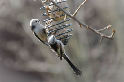 Close-up of birds