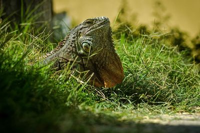 Close-up of lizard on grass