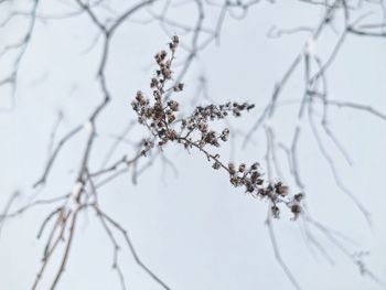 Close-up of snow covered plant