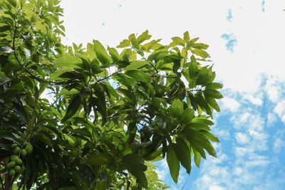 Low angle view of tree against sky