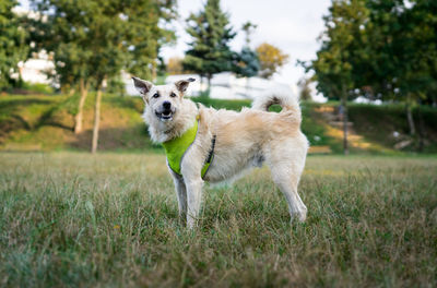 A happy dog is taking a break, smiling of joy.