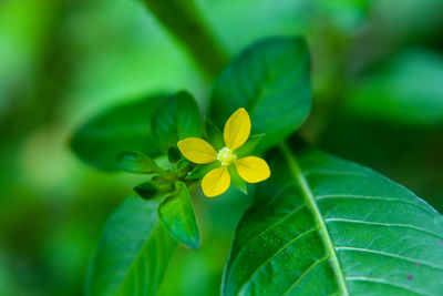 Close-up of yellow flowering plant leaves