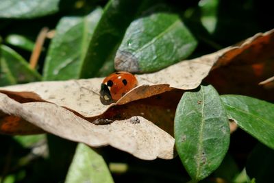 Close-up of ladybug on leaf